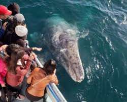 Another fun activity one can participate in is whale watching. This tour gets you closer to dolphins, whales, and also other beautiful sea creatures. 